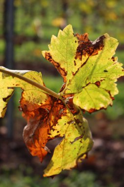 Güz mevsiminde güneş ışığına karşı Pinot Gris üzüm bağının güzel yeşil ve sarı yapraklarının yakın çekimi