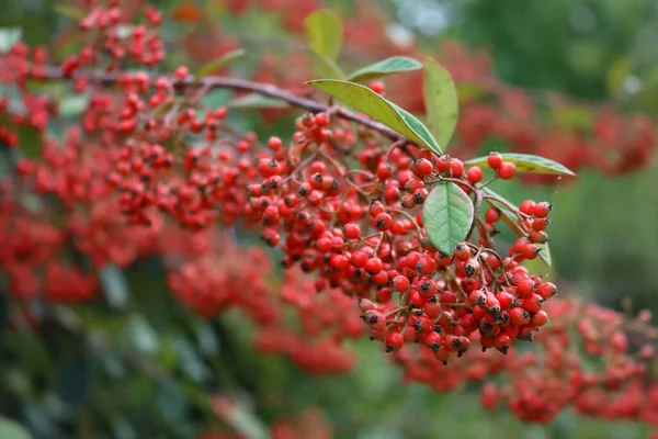 秋の季節に枝に多数の赤い果実を持つコトネスターラクテウスやパーニーコトネスターブッシュのクローズアップ — ストック写真