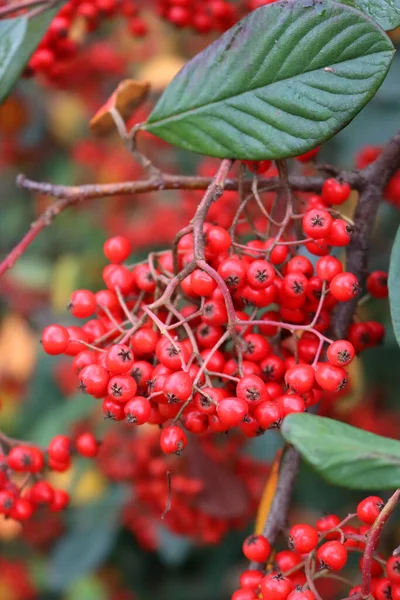 가을에 나뭇가지가 매미붉은 딸기와 네스터 Cotoneaster 네스터 Parney Cotoneaster — 스톡 사진