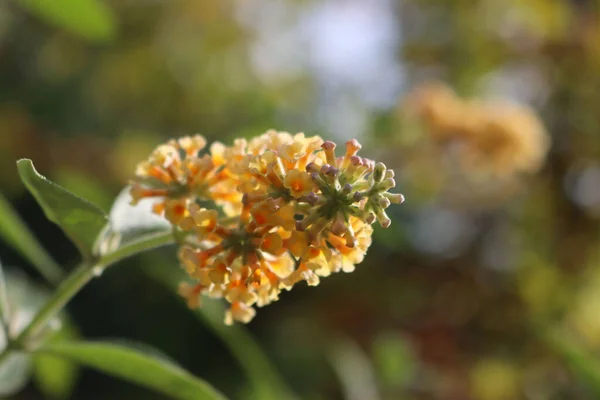 Buddeleja Honeycomb Yellow Buddleja Davidii Flowers Garden Sunny Summer Day — Stock Photo, Image