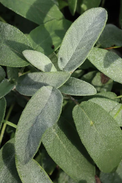 Planta Sábio Verde Coberta Por Geada Precoce Horta Salvia Officinalis — Fotografia de Stock