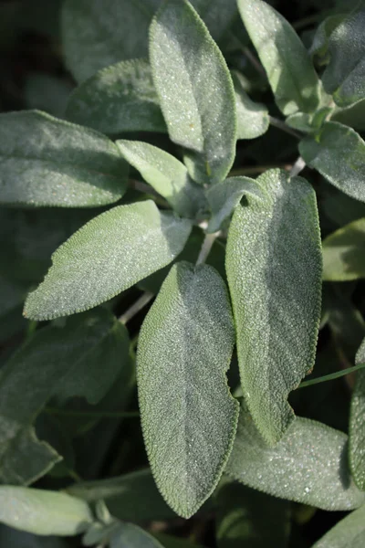 野菜園の早い霜で覆われた緑のセージ植物 サルビア Officinalis — ストック写真