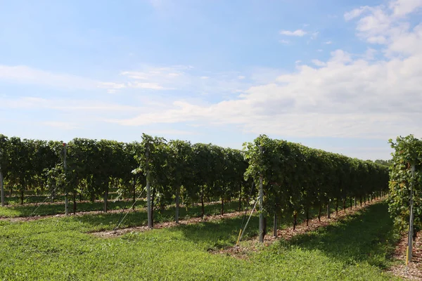 イタリアの田舎で晴れた日にプロセッコを作るために使用される枝の上に白い熟したブドウとグレラ品種のブドウ畑 — ストック写真