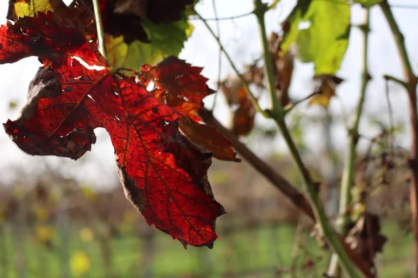 Крупный План Красивого Красного Листа Виноградника Pinot Gris Против Солнечного — стоковое фото