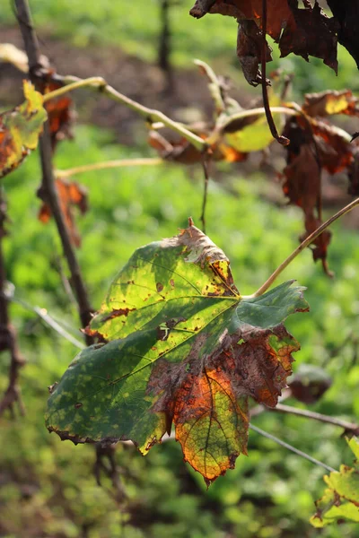 Zbliżenie Pięknej Zielonej Żółtej Winnicy Pinot Gris Przed Słońcem Sezonie — Zdjęcie stockowe