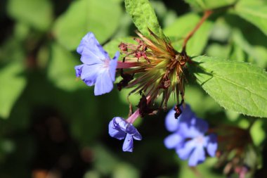 Koyu arkaplanda mavi çiçekli Ceratostigma Wilmottianum dalı. Bahçede sonbaharda çalı. Ceratostigma Plumbaginoides