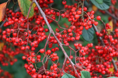 Cotoneaster lacteus ya da Parney Cotoneaster çalılıklarına yakın çekim Sonbahar mevsiminde dallarında kırmızı böğürtlenler