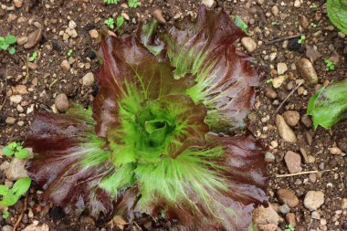 Sahada kırmızı ve yeşil Chioggia Radicchio bitkilerine yakın çekim. İtalyan turşu ekimi kış mevsiminde. İtalyan Chicory. Cichorium İntybus