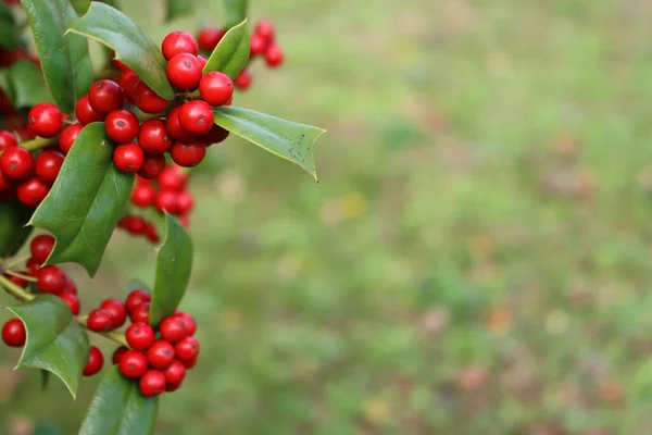 Świąteczne Tło Krzakiem Holly Czerwonymi Jagodami Przestrzenią Kopiowania Ilex Cornuta — Zdjęcie stockowe