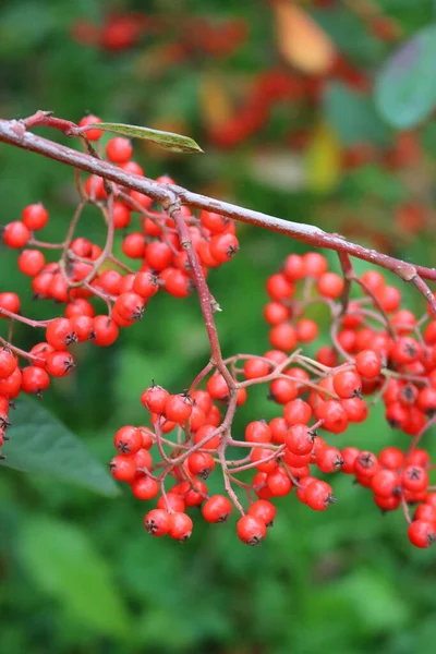 秋の季節に枝に多数の赤い果実を持つコトネスターラクテウスやパーニーコトネスターブッシュのクローズアップ — ストック写真