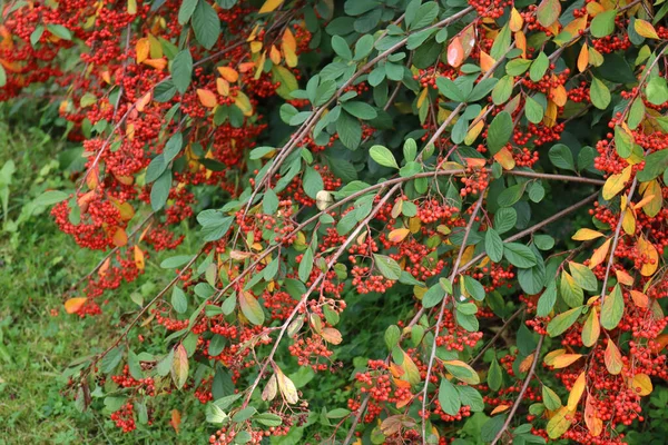 秋の季節に枝に赤い果実がたくさんあるコトネスターのラッタスまたはパニーのコトネスターブッシュ — ストック写真