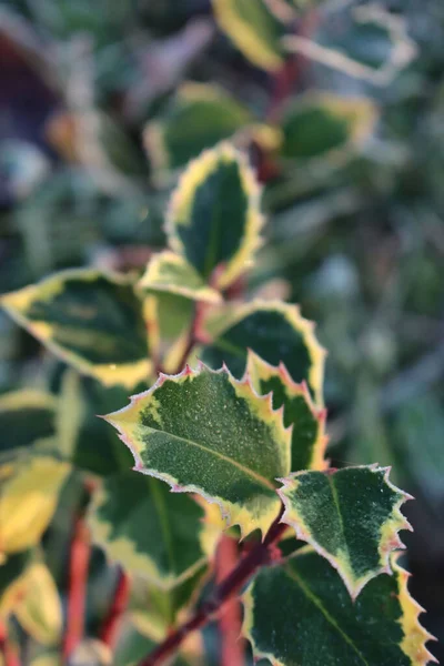 Ilex Aquifolium 의닫기 겨울에는 서리가 노란색 잎으로 뒤덮인 — 스톡 사진