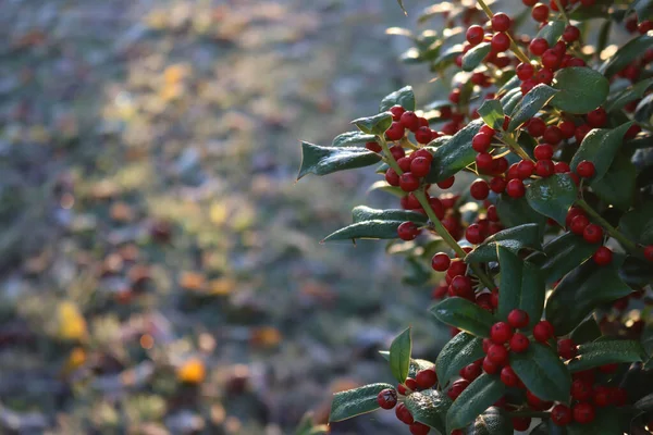 Fundo Natal Com Arbusto Holly Com Bagas Vermelhas Com Espaço — Fotografia de Stock