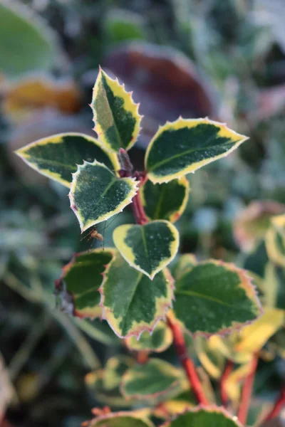 Ilex Aquifoliumの閉鎖 冬に霜で覆われた緑と黄色の葉を持つホリーブッシュ — ストック写真