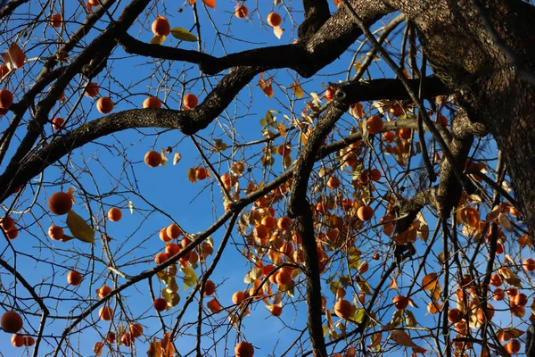 Velha Árvore Caqui Com Muitos Laranja Madura Frutas Contra Céu — Fotografia de Stock