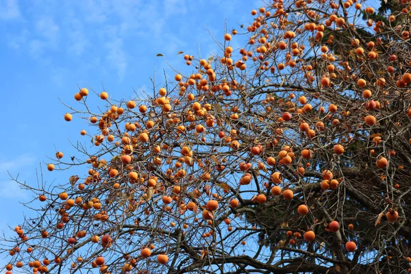 Antiguo Árbol Caqui Con Muchos Naranjos Maduros Frutos Contra Cielo — Foto de Stock