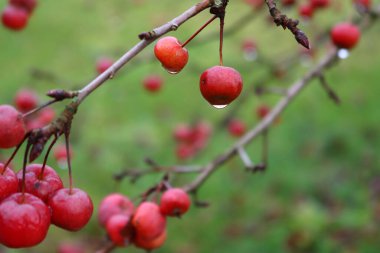 Kış bahçesindeki yağmur damlalarıyla kaplı dallarda küçük kırmızı süs elmaları seçici odaklı kış arkaplanı. Malus prunifolia veya erik yapraklı elma ağacı