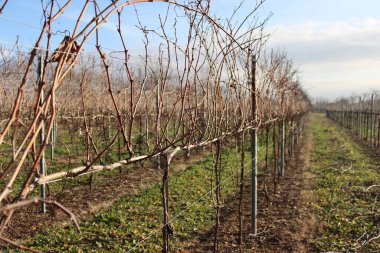Pinot Vineyard kış mevsiminde kuru üzüm saplarıyla mavi gökyüzüne karşı