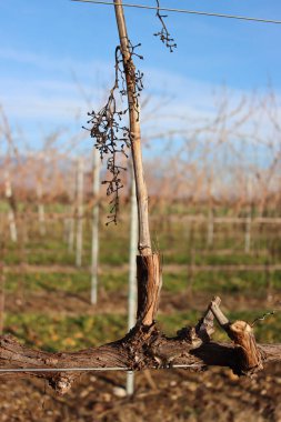 Pinot Vineyard kış mevsiminde kuru üzüm saplarıyla mavi gökyüzüne karşı