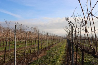 Pruined Pinot Vineyard  on winter season with many cut branches on the ground in the italian countryside