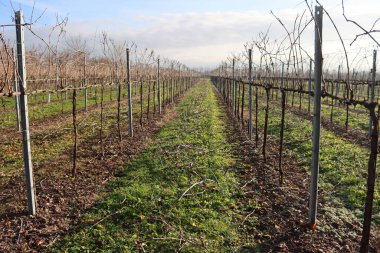 Pinot Vineyard  on winter season against blue sky in the italian countryside