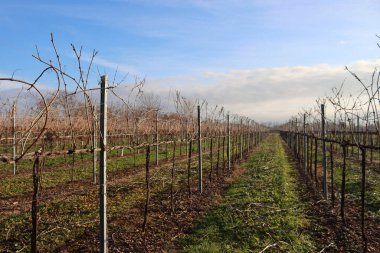 Pinot Vineyard  on winter season against blue sky in the italian countryside