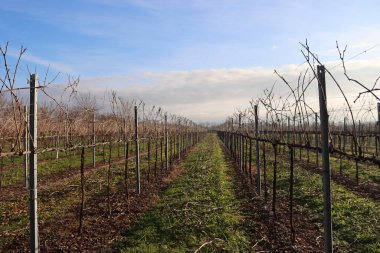 Pinot Vineyard  on winter season against blue sky in the italian countryside