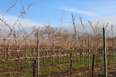 Pinot Vineyard  on winter season against blue sky in the italian countryside