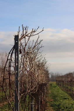Pinot Vineyard  on winter season against blue sky in the italian countryside