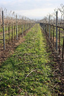 Pruined Pinot Vineyard  on winter season with many cut branches on the ground in the italian countryside