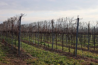 Pruined Pinot Vineyard  on winter season with many cut branches on the ground in the italian countryside