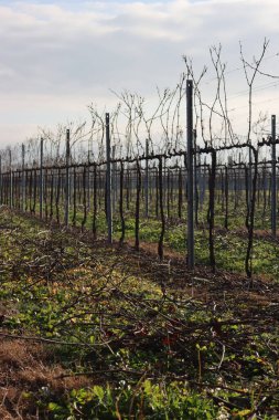 Pruined Pinot Vineyard  on winter season with many cut branches on the ground in the italian countryside
