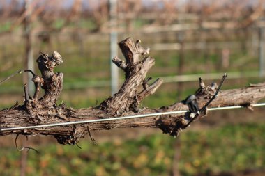 Close-up of Pruined Pinot Vineyard  on winter season with many cut branches on the ground in the italian countryside