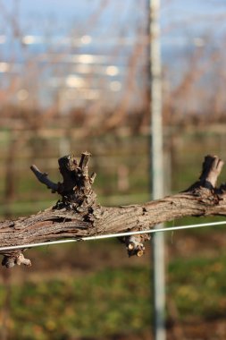 Close-up of Pruined Pinot Vineyard  on winter season with many cut branches on the ground in the italian countryside