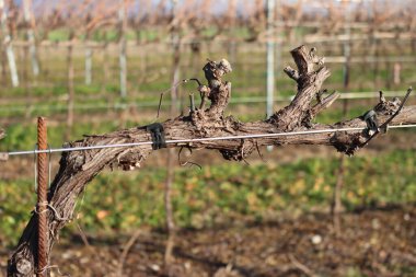 Close-up of Pruined Pinot Vineyard  on winter season with many cut branches on the ground in the italian countryside