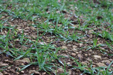 Green cereal plants covered by rain drops in the field. Wheat field on winter