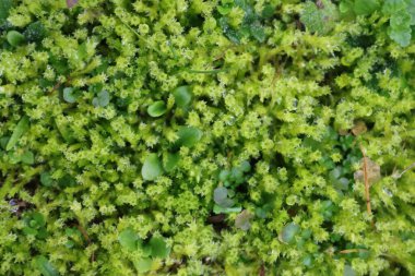 Green moss texture or background in nature