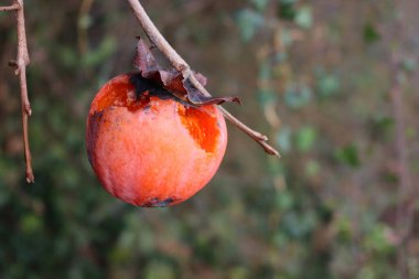 Ripe persimmon fruits on tree eaten by birds or insects. Close-up of  Diospyros kaki fruit on winter season