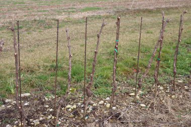 Pruined young Pinot Vine plants growing in the field on a late winter day. Vitis vinifera cultivation