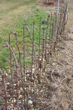 Pruined young Pinot Vine plants growing in the field on a late winter day. Vitis vinifera cultivation