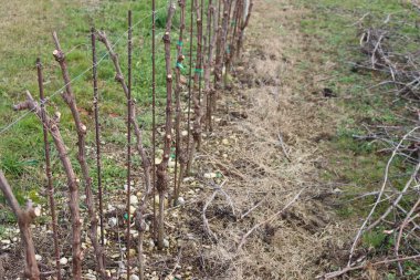 Pruined young Pinot Vine plants growing in the field on a late winter day. Vitis vinifera cultivation