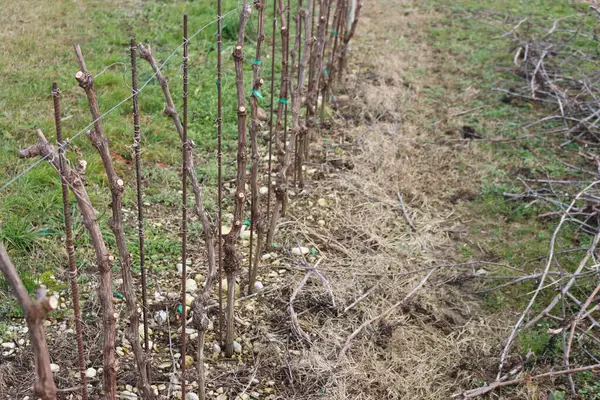 Pruined young Pinot Vine plants growing in the field on a late winter day. Vitis vinifera cultivation