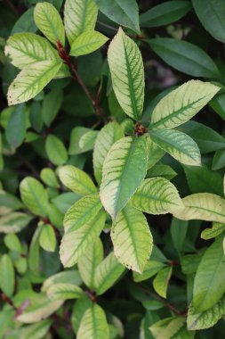 Iron chlorosis disease on Photinia hedge in the garden. Photinia x fraseri 