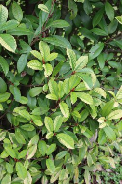 Iron chlorosis disease on Photinia hedge in the garden. Photinia x fraseri 