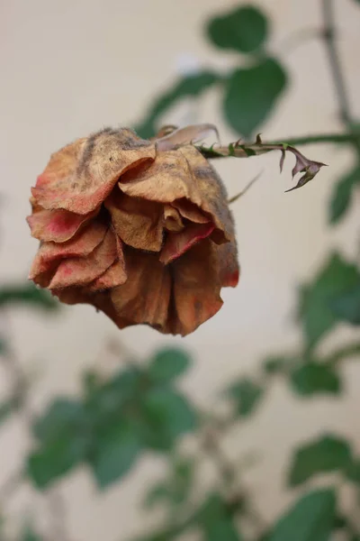Close-up of faded red rose on plant in the garden