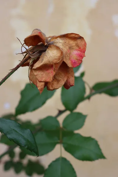 Close-up of faded red rose on plant in the garden