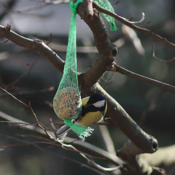 Great tit eating a fat ball hanging on a tree branch in the garden on winter season. Parus major on a bird feeder