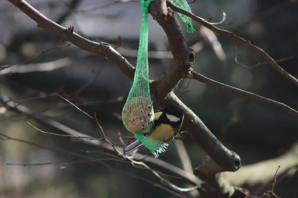 Great tit eating a fat ball hanging on a tree branch in the garden on winter season. Parus major on a bird feeder