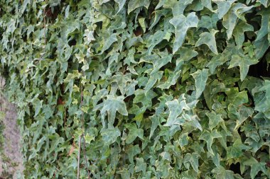 Variegated yellow and green Ivy. Ornamental plant for garden wall. Hedera helix elegantissima 