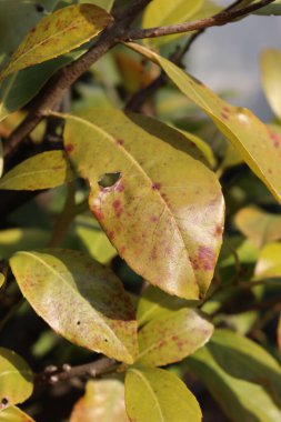 Close-up od damaged green leaves of Cherry laurel tree. Prunus laurocerasus hedge with holes and red spots on leaves. Entomosporium maculatum fungi 